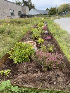 Billede af surbundsbed med lyngplanter og hortensia og rodondendron