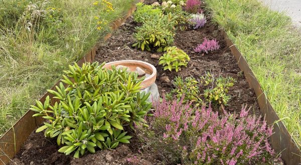 Billede af surbundsbed med lyngplanter og hortensia og rodondendron