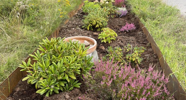 Billede af surbundsbed med lyngplanter og hortensia og rodondendron