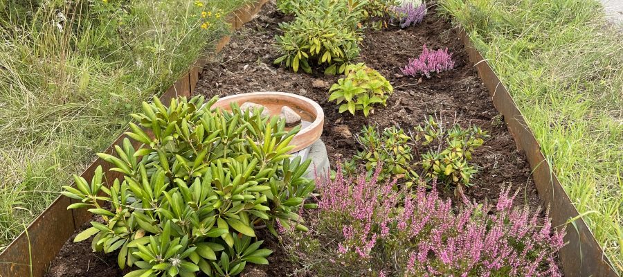 Billede af surbundsbed med lyngplanter og hortensia og rodondendron